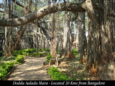 Dodda Aalada Mara (Big Banyan Tree)