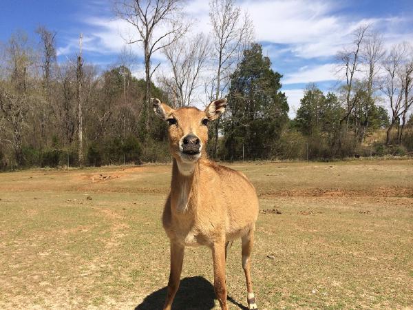 Lazy 5 Ranch - Upclose with animals