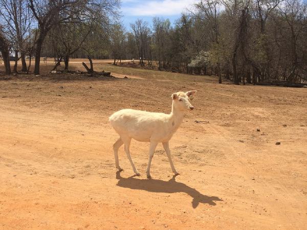 Lazy 5 Ranch - Animals walking across