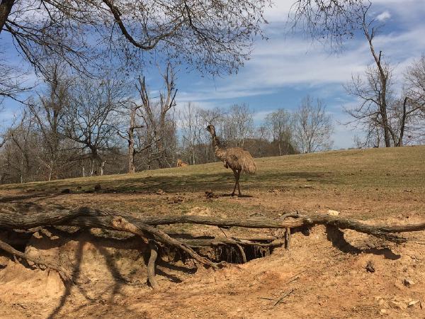 Lazy 5 Ranch -Bird Walking Across