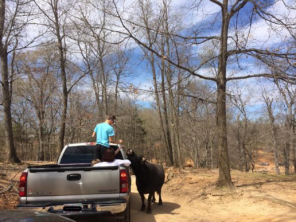 Lazy 5 Ranch - Car in Front Feeding the Animals