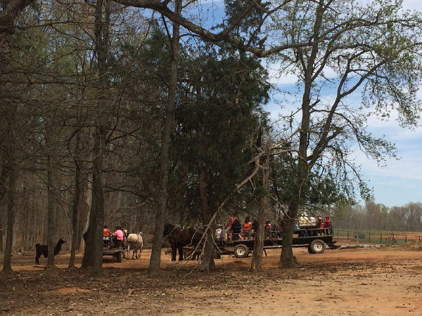 Lazy 5 Ranch - Wagon Ride