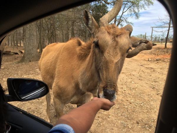 Lazy 5 Ranch - Feeding the Animals from the car