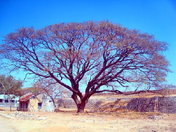 Tree at the foot of Madhugiri Hills / Madhugiri Fort